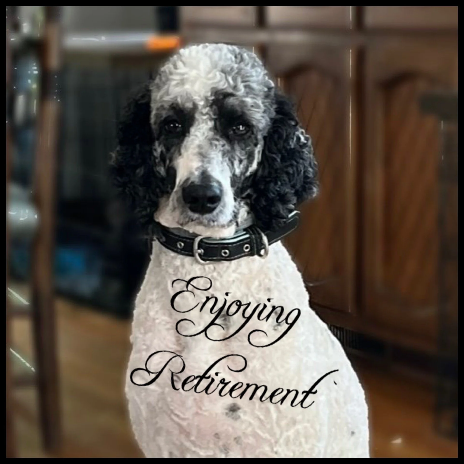 General 2 — Strikingly Standard Poodles LLC